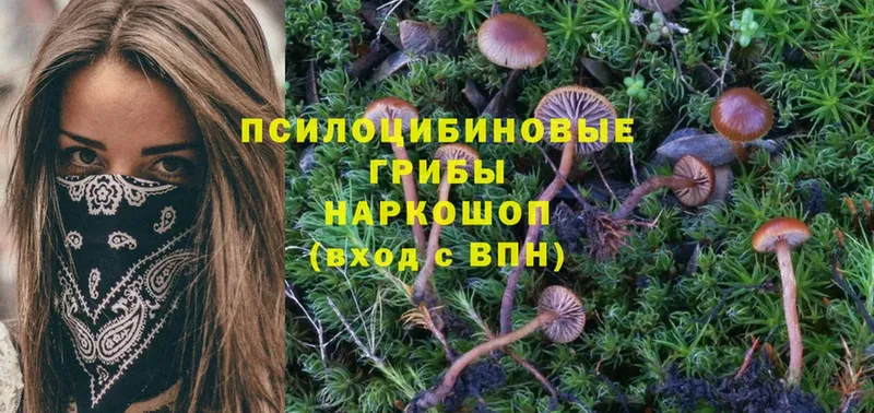 Галлюциногенные грибы Cubensis  Галич 